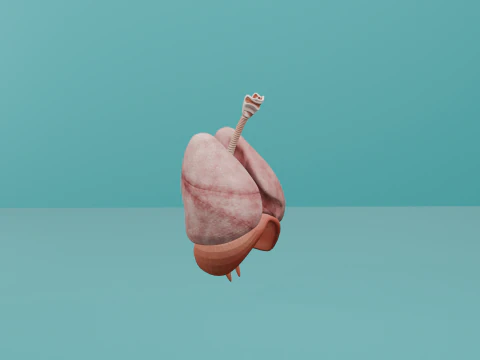 Human Respiratory System with Diaphragm 3D Model