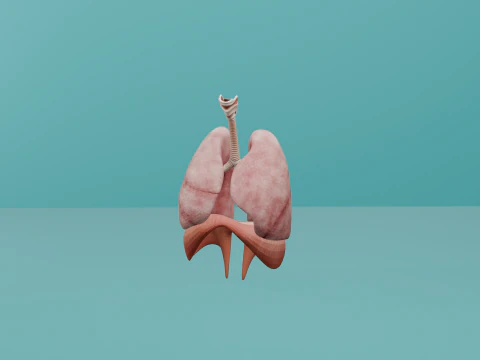 Human Respiratory System with Diaphragm 3D Model