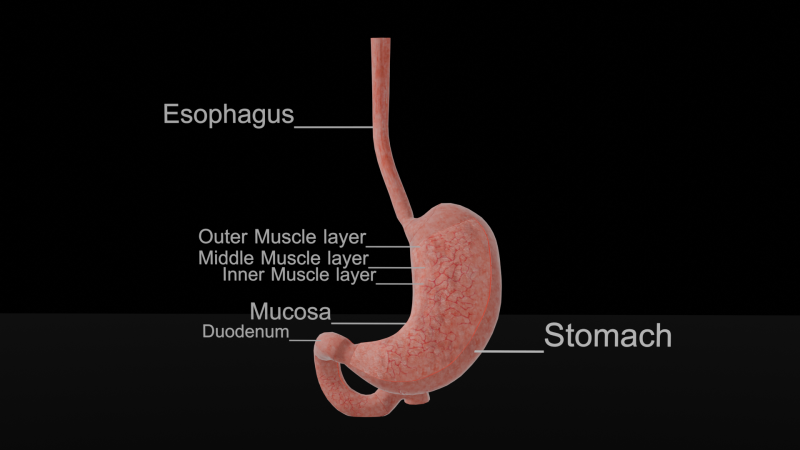 Detailed Stomach Anatomy Model 3D Принт Модель .c4d .max .obj .3ds .fbx .stl .blend