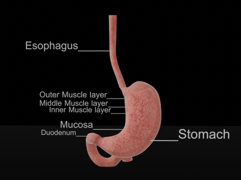 Detailed Stomach Anatomy Model Modelo de Impressão 3D