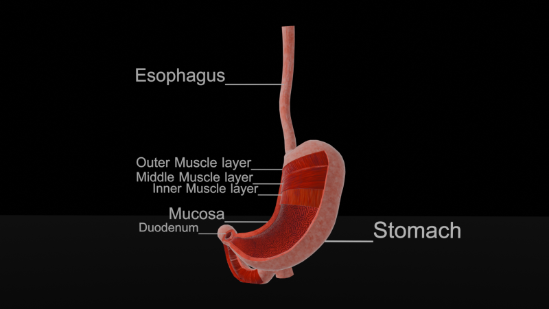 Detailed Stomach Anatomy Model 3D Model .c4d .max .obj .3ds .fbx .stl .blend 