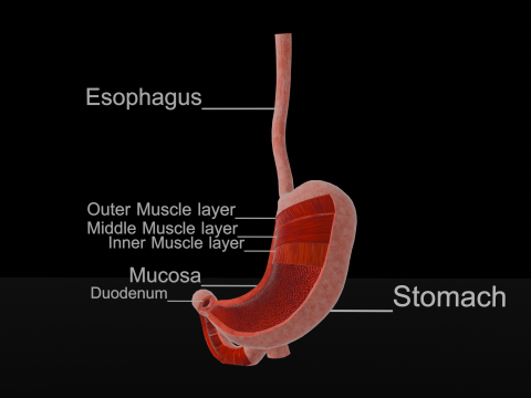 Detailed Stomach Anatomy Model 3D Принт Модель