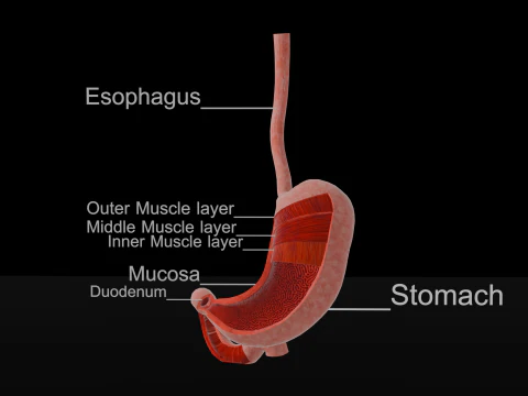 Modelo detalhado de anatomia do estômago Modelo 3D