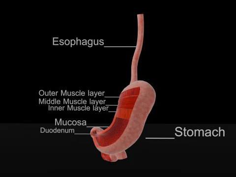 Detailed Stomach Anatomy Model 3D Model