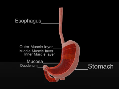 Detailed Stomach Anatomy Model 3D Model