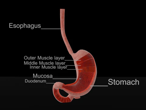 Detailed Stomach Anatomy Model 3D Model
