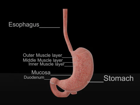Detailed Stomach Anatomy Model 3D Model