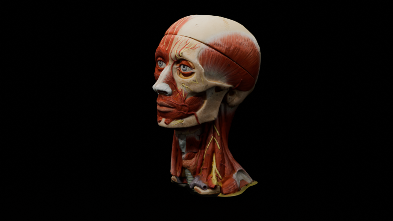 Highly Detailed Real Face Anatomy Realistic Fully Textured 3D Model .c4d .max .obj .3ds .fbx .stl .blend