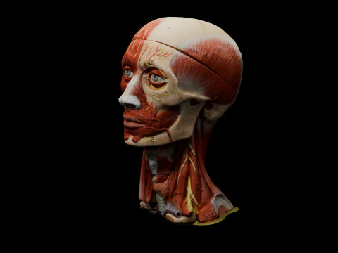 Highly Detailed Real Face Anatomy Realistic Fully Textured 3D Model