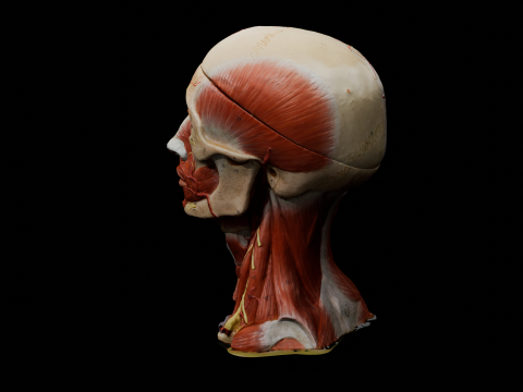 Highly Detailed Real Face Anatomy Realistic Fully Textured 3D Model