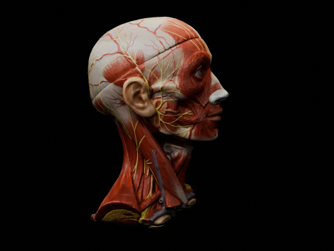 Highly Detailed Real Face Anatomy Realistic Fully Textured 3D Model