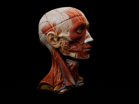 Highly Detailed Real Face Anatomy Realistic Fully Textured 3D Model