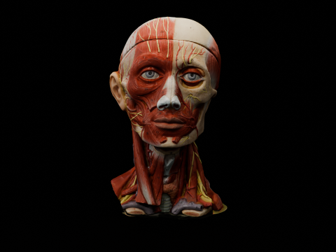 Highly Detailed Real Face Anatomy Realistic Fully Textured 3D Model