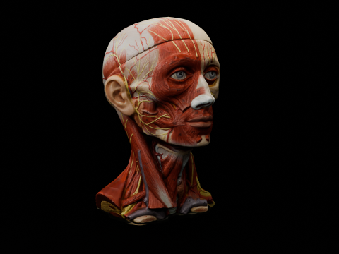 Highly Detailed Real Face Anatomy Realistic Fully Textured 3D Model