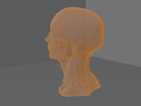Highly Detailed Real Face Anatomy Realistic Fully Textured 3D Model