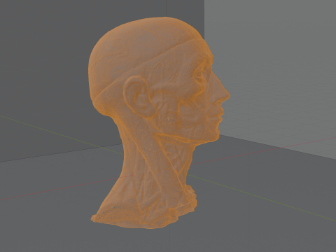 Highly Detailed Real Face Anatomy Realistic Fully Textured 3D Model