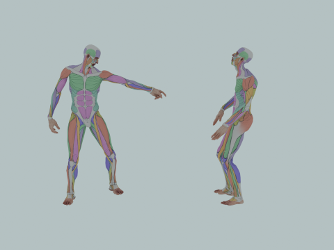 Realistic Aesthetic 3D Human Muscle Anatomy Duo 3Dモデル
