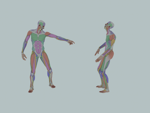 Realistic Aesthetic 3D Human Muscle Anatomy Duo 3Dモデル