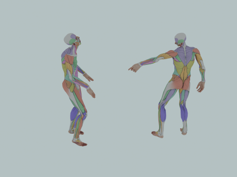 Realistic Aesthetic 3D Human Muscle Anatomy Duo 3Dモデル