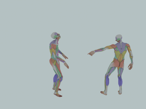 Realistic Aesthetic 3D Human Muscle Anatomy Duo 3Dモデル