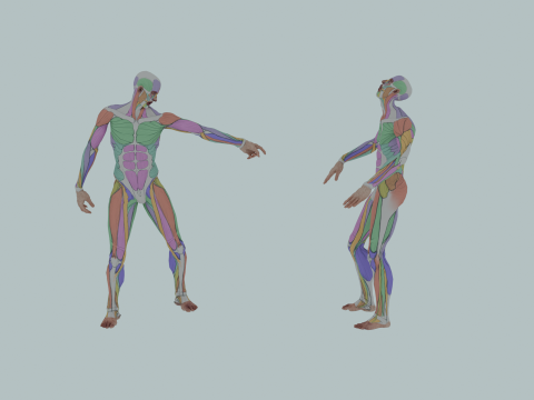Realistic Aesthetic 3D Human Muscle Anatomy Duo 3Dモデル