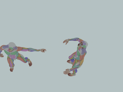 Realistic Aesthetic 3D Human Muscle Anatomy Duo 3Dモデル