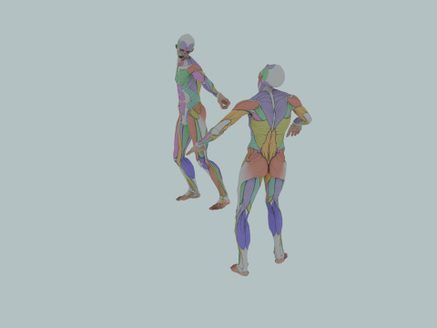 Realistic Aesthetic 3D Human Muscle Anatomy Duo 3Dモデル