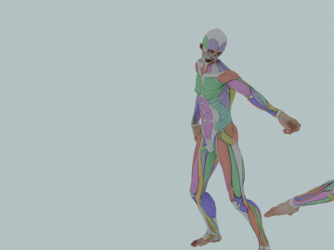 Realistic Aesthetic 3D Human Muscle Anatomy Duo 3Dモデル