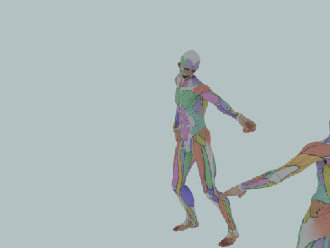 Realistic Aesthetic 3D Human Muscle Anatomy Duo 3Dモデル