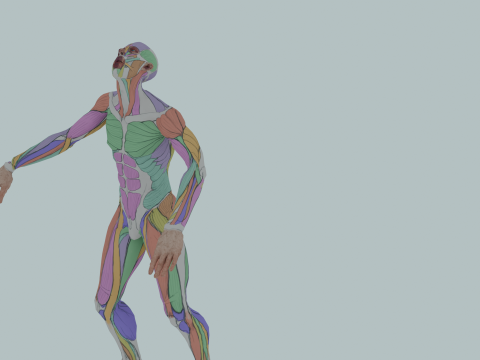 Realistic Aesthetic 3D Human Muscle Anatomy Duo 3Dモデル