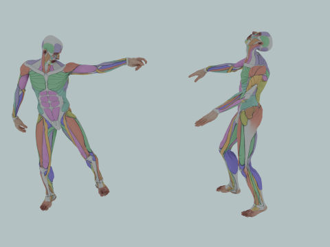 Realistic Aesthetic 3D Human Muscle Anatomy Duo 3Dモデル