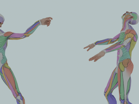 Realistic Aesthetic 3D Human Muscle Anatomy Duo 3Dモデル