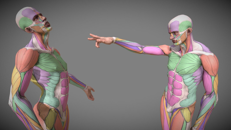 Realistic Aesthetic 3D Human Muscle Anatomy Duo 3Dモデル .c4d .max .obj .3ds .fbx .stl .blend