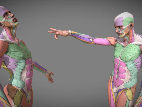 リアルで審美的な 3D 人間の筋肉の解剖学デュオ 3Dモデル