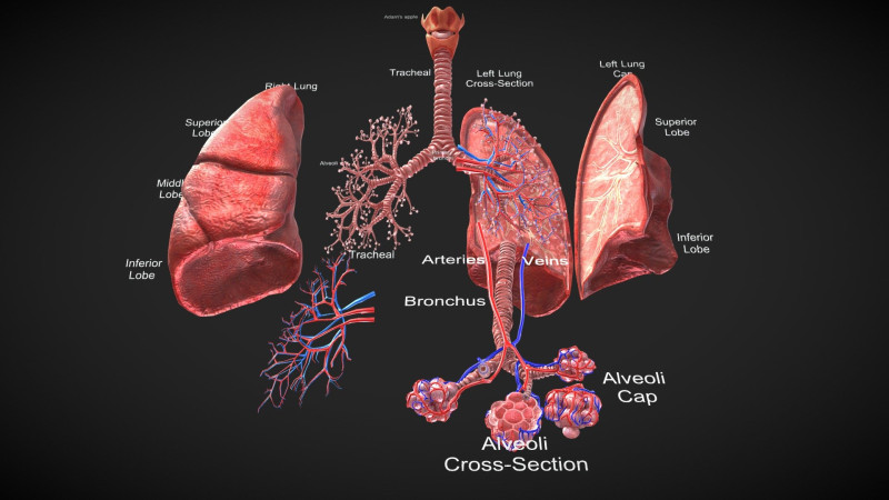 Anatomical Lungs with Detailed Respiratory Pathway Educational Cross-Section 3D Model .c4d .max .obj .3ds .fbx .stl .blend
