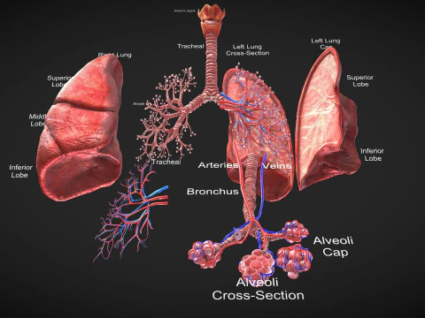 詳細な呼吸経路教育用断面図を含む解剖学的肺 3Dモデル