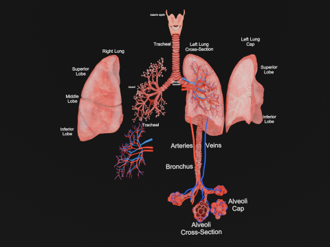 Anatomical Lungs with Detailed Respiratory Pathway Educational Cross-Section 3D Model
