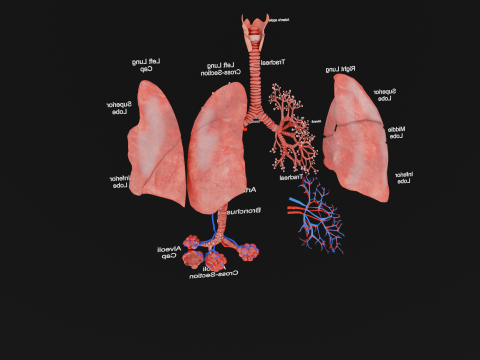 Anatomical Lungs with Detailed Respiratory Pathway Educational Cross-Section 3D Model
