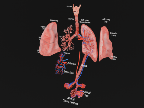 Anatomical Lungs with Detailed Respiratory Pathway Educational Cross-Section 3D Model