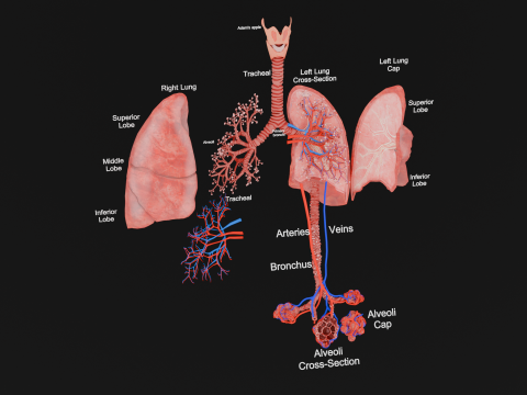 Anatomical Lungs with Detailed Respiratory Pathway Educational Cross-Section 3D Model