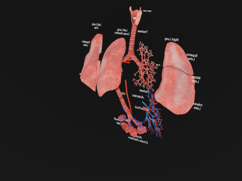Anatomical Lungs with Detailed Respiratory Pathway Educational Cross-Section 3D Model
