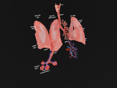 Anatomical Lungs with Detailed Respiratory Pathway Educational Cross-Section 3D Model