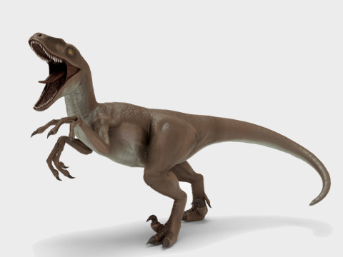 Realistic Velociraptor Rigged Modello 3D