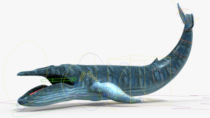 Realistic Blue Whale Rigged 3D Model .c4d .max .obj .3ds .fbx .stl .blend