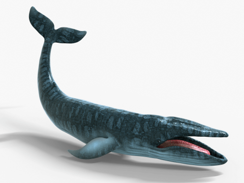 Realistic Blue Whale Rigged 3D Model