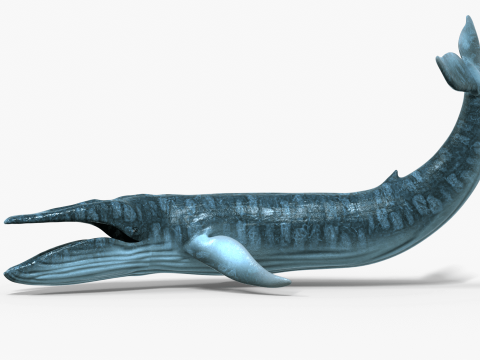 Realistic Blue Whale Rigged 3D Model