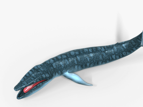 Realistic Blue Whale Rigged 3D Model