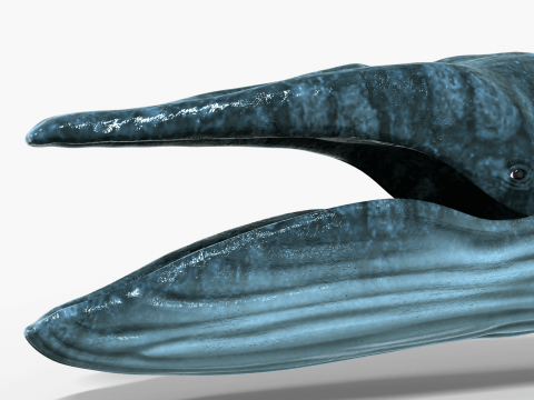 Realistic Blue Whale Rigged 3D Model