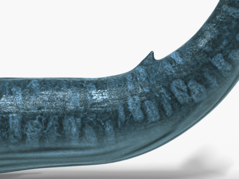 Realistic Blue Whale Rigged 3D Model