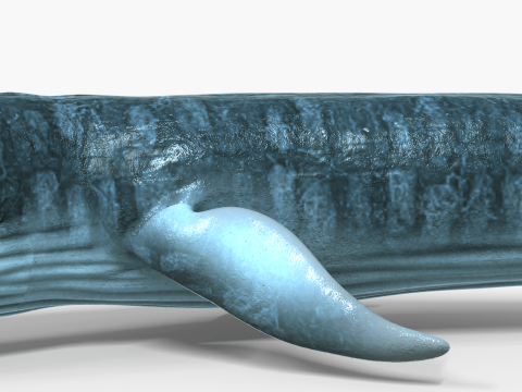 Realistic Blue Whale Rigged 3D Model